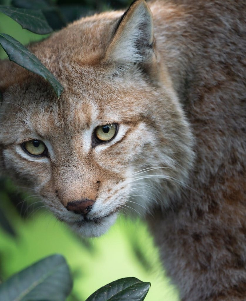 Biblical Interpretation of a Bobcat in a Dream