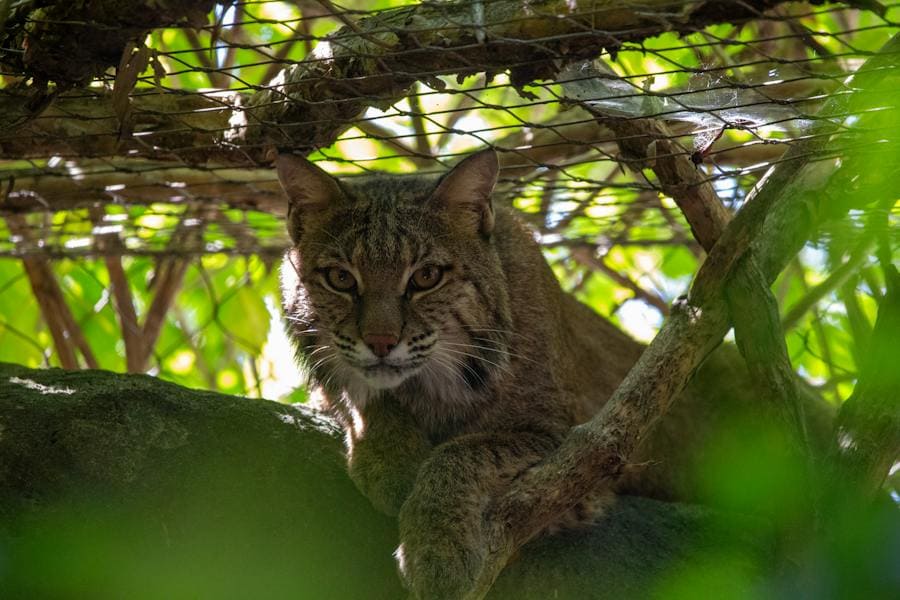 Biblical Interpretation of a Bobcat in a Dream: 7 Messages