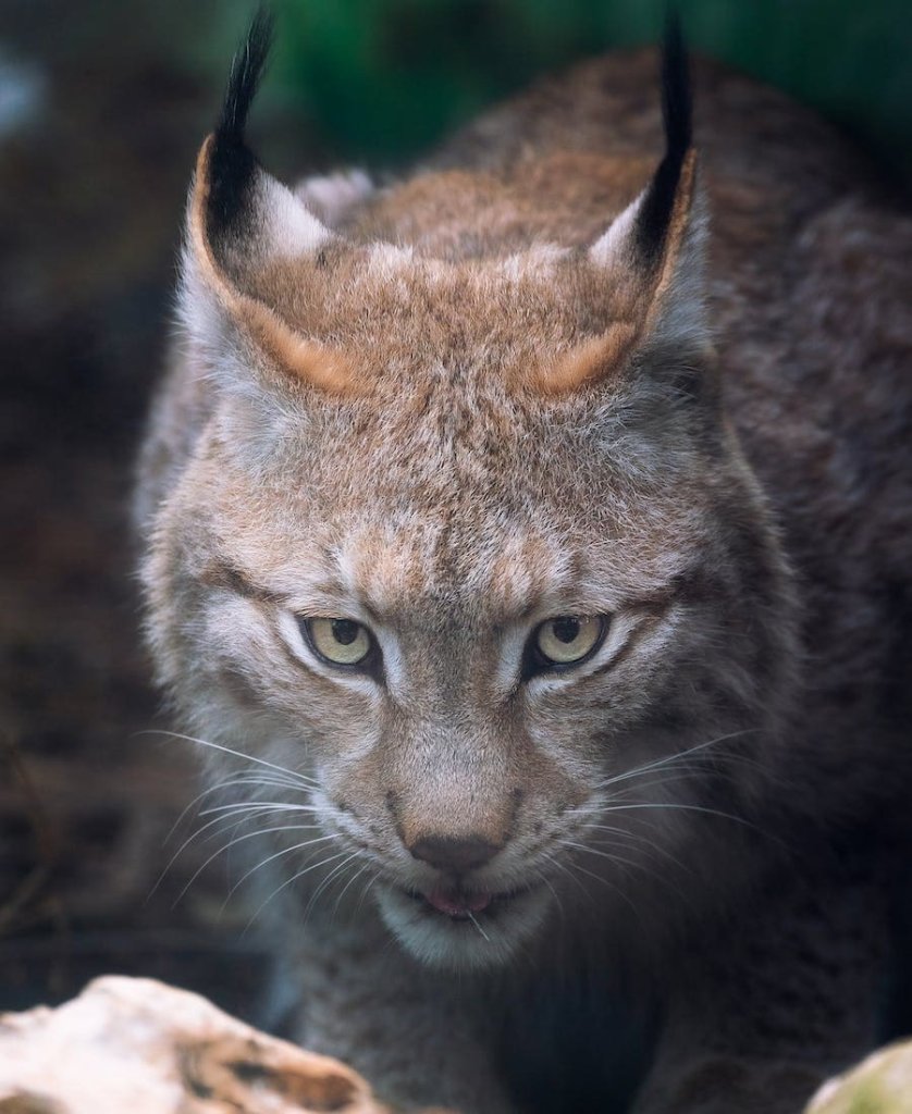 Bobcat