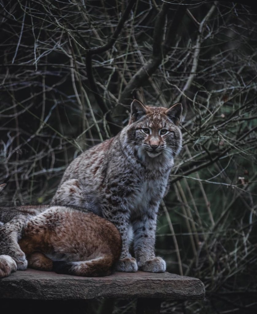 Two Bobcats